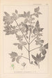 Herbier de la flore française Pl0141 - Louis Antoine Cusin — Ansicht des Kunstwerks