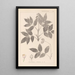 Herbier de la flore française Pl0143 - Louis Antoine Cusin — gerahmtes Bild an der Wand