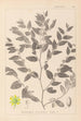 Herbier de la flore française Pl0145 - Louis Antoine Cusin — Ansicht des Kunstwerks