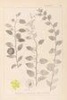 Herbier de la flore française Pl0146 - Louis Antoine Cusin — Ansicht des Kunstwerks