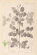 Herbier de la flore française Pl0147 - Louis Antoine Cusin — Ansicht des Kunstwerks