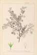 Herbier de la flore française Pl0148 - Louis Antoine Cusin — Ansicht des Kunstwerks