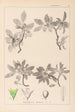 Herbier de la flore française Pl0152 - Louis Antoine Cusin — Ansicht des Kunstwerks