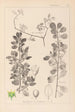 Herbier de la flore française Pl0154 - Louis Antoine Cusin — Ansicht des Kunstwerks
