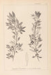Herbier de la flore française Pl0155 - Louis Antoine Cusin — Ansicht des Kunstwerks