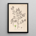 Herbier de la flore française Pl0156 - Louis Antoine Cusin — gerahmtes Bild an der Wand