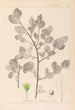 Herbier de la flore française Pl0156 - Louis Antoine Cusin — Ansicht des Kunstwerks