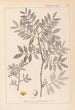 Herbier de la flore française Pl0157 - Louis Antoine Cusin — Ansicht des Kunstwerks