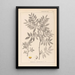 Herbier de la flore française Pl0157 - Louis Antoine Cusin — gerahmtes Bild an der Wand