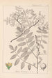 Herbier de la flore française Pl0160 - Louis Antoine Cusin — Ansicht des Kunstwerks