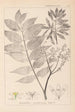 Herbier de la flore française Pl0162 - Louis Antoine Cusin — Ansicht des Kunstwerks