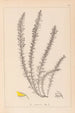 Herbier de la flore française Pl0166 - Louis Antoine Cusin — Ansicht des Kunstwerks
