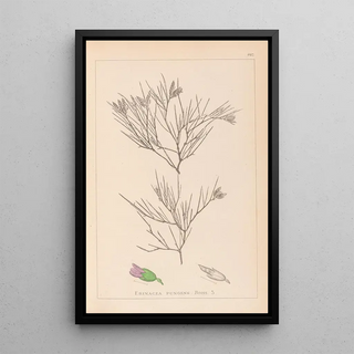 Louis Antoine Cusin - Herbier de la flore franaise Pl0167.webp