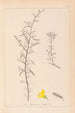 Herbier de la flore française Pl0169 - Louis Antoine Cusin — Ansicht des Kunstwerks