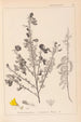 Herbier de la flore française Pl0171 - Louis Antoine Cusin — Ansicht des Kunstwerks