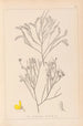 Herbier de la flore française Pl0173 - Louis Antoine Cusin — Ansicht des Kunstwerks