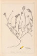 Herbier de la flore française Pl0174 - Louis Antoine Cusin — Ansicht des Kunstwerks