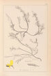 Herbier de la flore française Pl0176 - Louis Antoine Cusin — Ansicht des Kunstwerks