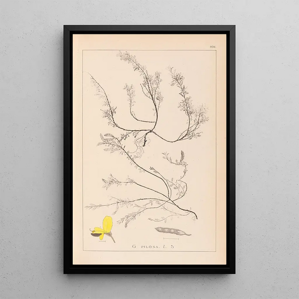 Louis Antoine Cusin - Herbier de la flore franaise Pl0176.webp