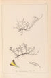 Herbier de la flore française Pl0177 - Louis Antoine Cusin — Ansicht des Kunstwerks