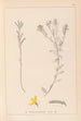 Herbier de la flore française Pl0179 - Louis Antoine Cusin — Ansicht des Kunstwerks