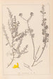 Herbier de la flore française Pl0184 - Louis Antoine Cusin — Ansicht des Kunstwerks