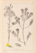 Herbier de la flore française Pl0188 - Louis Antoine Cusin — Ansicht des Kunstwerks