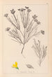 Herbier de la flore française Pl0189 - Louis Antoine Cusin — Ansicht des Kunstwerks