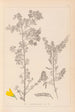 Herbier de la flore française Pl0190 - Louis Antoine Cusin — Ansicht des Kunstwerks