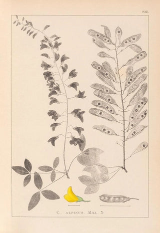 Louis Antoine Cusin - Herbier de la flore franaise Pl0192.webp