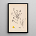 Herbier de la flore française Pl0193 - Louis Antoine Cusin — gerahmtes Bild an der Wand