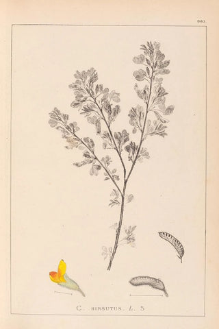 Louis Antoine Cusin - Herbier de la flore franaise Pl0199.webp