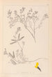 Herbier de la flore française Pl0201 - Louis Antoine Cusin — Ansicht des Kunstwerks
