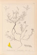 Herbier de la flore française Pl0202 - Louis Antoine Cusin — Ansicht des Kunstwerks
