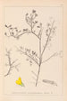 Herbier de la flore française Pl0203 - Louis Antoine Cusin — Ansicht des Kunstwerks