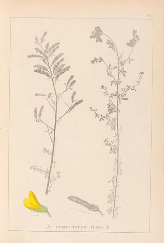 Louis Antoine Cusin - Herbier de la flore franaise Pl0204.webp