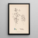 Herbier de la flore française Pl0207 - Louis Antoine Cusin — gerahmtes Bild an der Wand