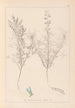 Herbier de la flore française Pl0208 - Louis Antoine Cusin — Ansicht des Kunstwerks