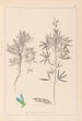 Herbier de la flore française Pl0209 - Louis Antoine Cusin — Ansicht des Kunstwerks