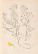 Herbier de la flore française Pl0213 - Louis Antoine Cusin — Ansicht des Kunstwerks