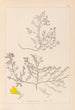 Herbier de la flore française Pl0215 - Louis Antoine Cusin — Ansicht des Kunstwerks