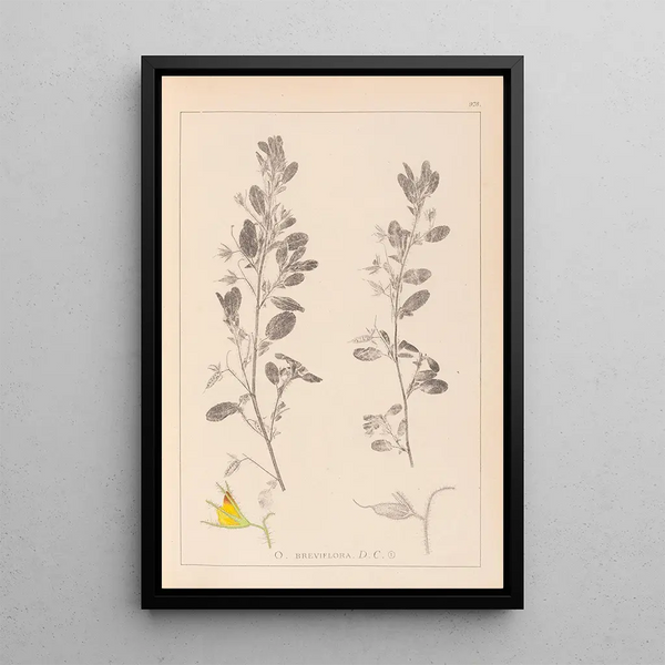 Louis Antoine Cusin - Herbier de la flore franaise Pl0217.webp