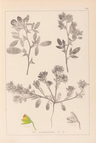 Louis Antoine Cusin - Herbier de la flore franaise Pl0218.webp