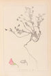 Herbier de la flore française Pl0219 - Louis Antoine Cusin — Ansicht des Kunstwerks
