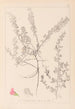 Herbier de la flore française Pl0223 - Louis Antoine Cusin — Ansicht des Kunstwerks