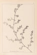Herbier de la flore française Pl0226 - Louis Antoine Cusin — Ansicht des Kunstwerks