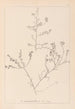 Herbier de la flore française Pl0227 - Louis Antoine Cusin — Ansicht des Kunstwerks