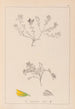 Herbier de la flore française Pl0230 - Louis Antoine Cusin — Ansicht des Kunstwerks