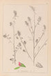 Herbier de la flore française Pl0233 - Louis Antoine Cusin — Ansicht des Kunstwerks