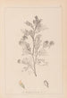 Herbier de la flore française Pl0237 - Louis Antoine Cusin — Ansicht des Kunstwerks